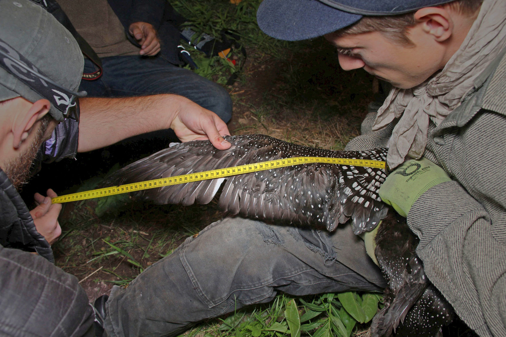 Wing measurement